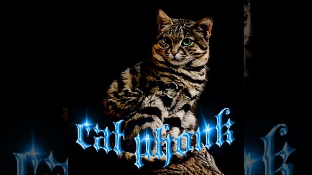 CAT PHONK смотреть онлайн