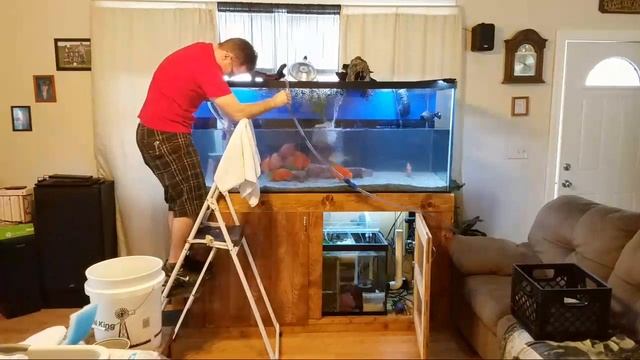 Massive Cleaning On A 220 AMERICAN CICHLID TANK Maintenance смотреть онлайн