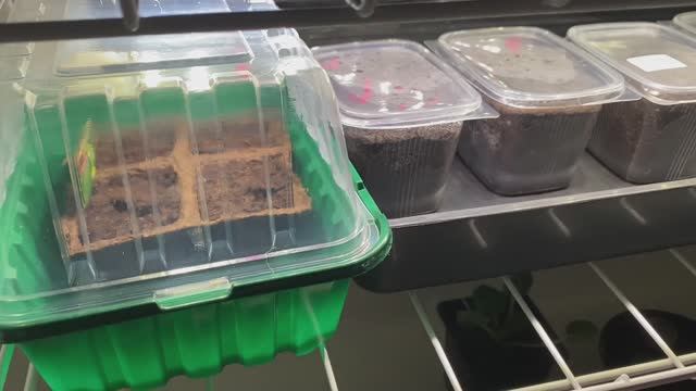 Первые всходы самосборной петунии и огурцов. смотреть онлайн