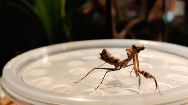 L3 Giant Dead Leaf Mantis смотреть онлайн