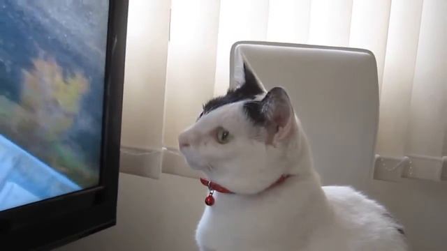 Как котэ смотрит телик смотреть онлайн