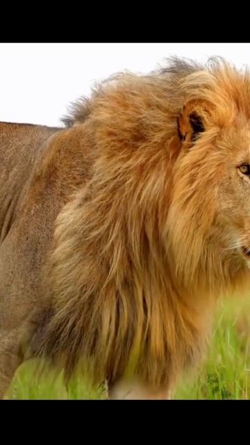 !! Mood Of The Lion King #shorts #ytshorts #youtubeshorts смотреть онлайн