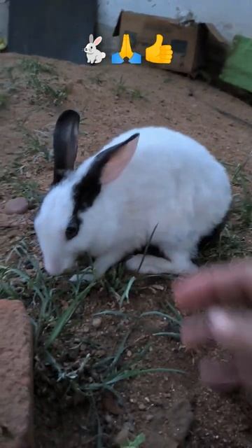 #shortvideo @RabbitFunCorner 🐇🙏👍☺️ смотреть онлайн