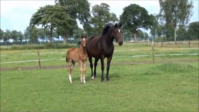hengstveulen 2012 Heartbeat WP (Charmeur x Olympic Ferro x Landwind IIB) смотреть онлайн