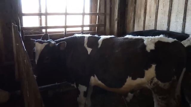 №15 Быки как бизнес. Живая копилка смотреть онлайн