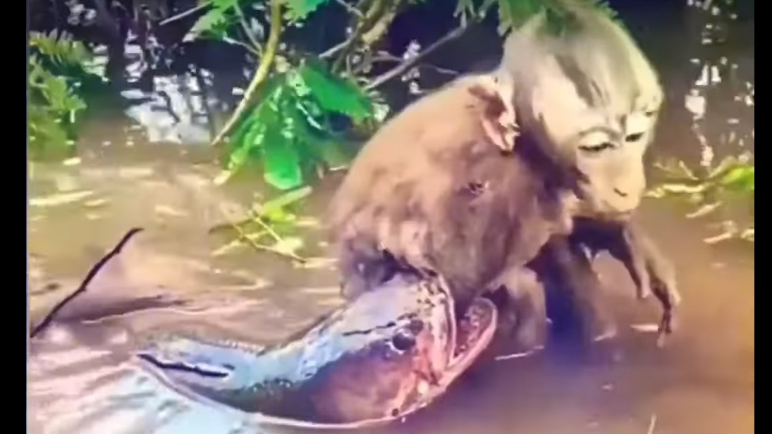 НЕВЕРОЯТНО , но РЫБА ПОЙМАЛА ... ОБЕЗЬЯНУ