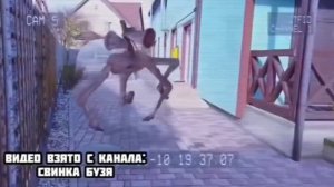 СКОРАЯ ВУМЕН НАПАЛА НА СВИНКУ БУЗЮ! Морская Свинка Бузя Кузя Вера Челлендж 24 Часа в реальной жизни