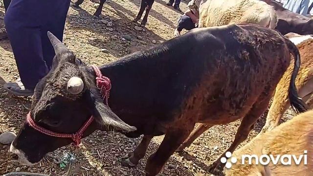 МОЛБОЗОРИ Н ПАНЧ