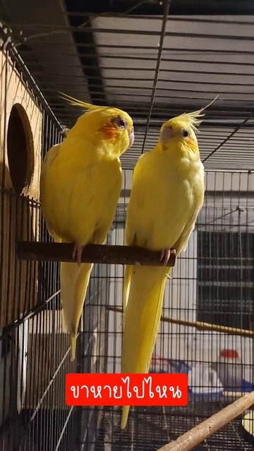 ขาหายไปไหน#Shorts смотреть онлайн