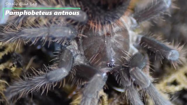 Tarantula Feeding No15 смотреть онлайн