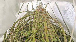 Теплая зима-Катастрофа для роз под укрытием.