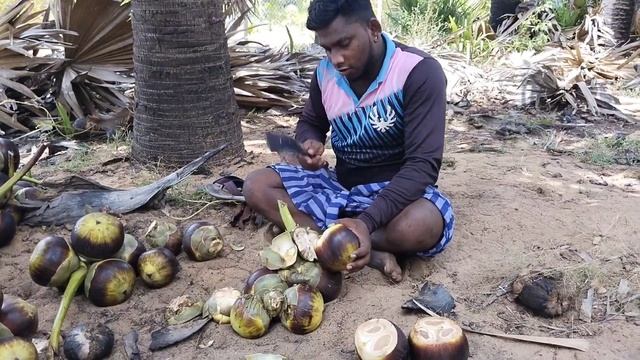 Hunting Palm Fruit and Eating with Friends | நுங்கு வேட்டை | Tender Palm Fruit | Saapattu Beeman смотреть онлайн
