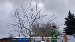 Услуги обрезки плодовых деревьев на дачных участках. Заказать выезд агрономов по т. 8(495)669-52-23