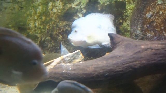 Herichthys cyanoguttatus, Rio Grande, Mexiko смотреть онлайн