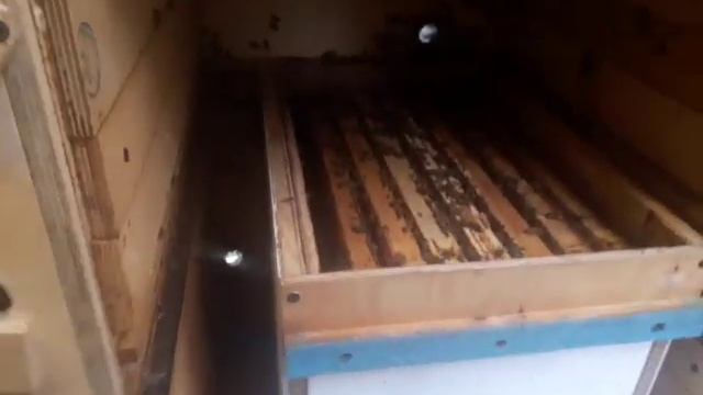 выселяем из павильона некоторые семьи- зачем ? смотреть онлайн