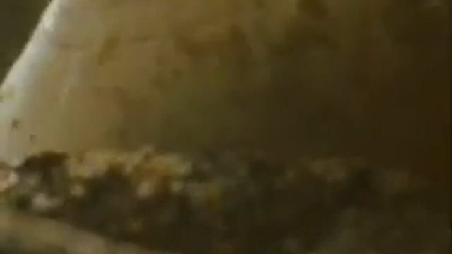 рух двостулкових смотреть онлайн