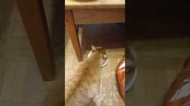 Рыжий 😹 кот Феликс выпросил элитный корм за 3500 руб. кг. :) смотреть онлайн