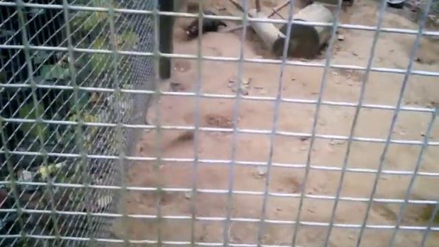 Хорьки смотреть онлайн