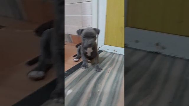 doggy style song 🎵 ki video sort смотреть онлайн
