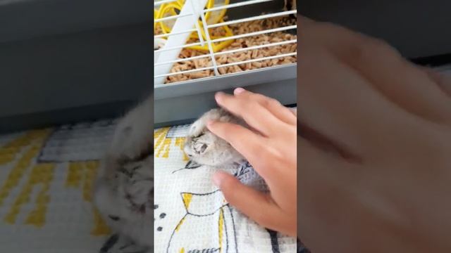 говорят сейчас модно на хомяка кликать смотреть онлайн