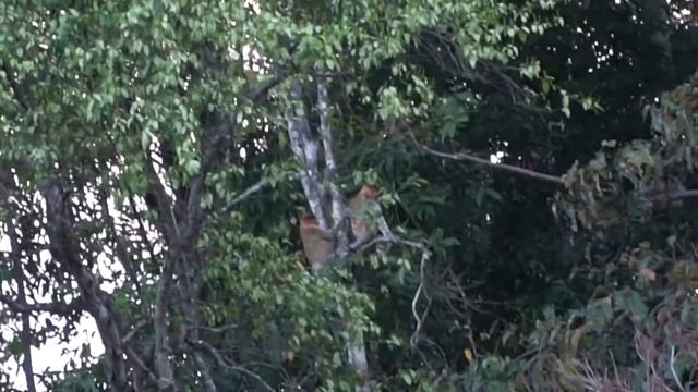 Borneo Jungle ADVENTURE: WILD ORANGUTANS 🐒 смотреть онлайн