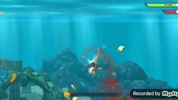 🦈 акула 🦈