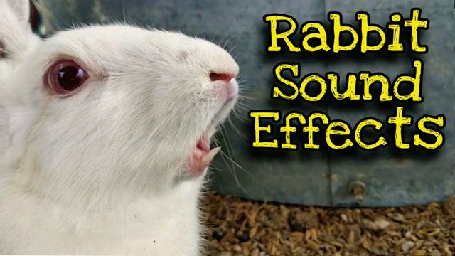 Rabbit Screaming Sounds High Quality || Rabbit Sounds || Bunny Screaming Sounds смотреть онлайн