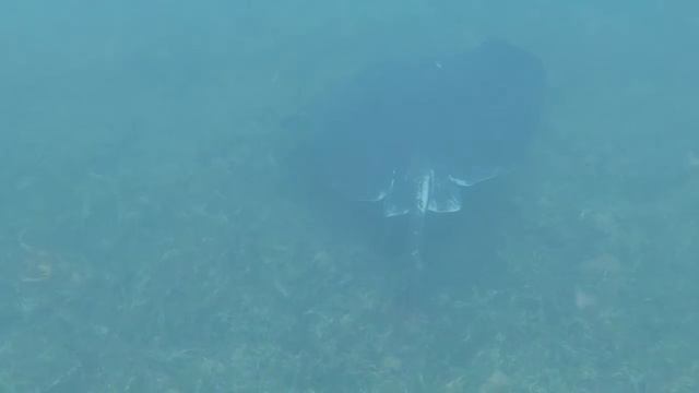 Smooth stingray смотреть онлайн