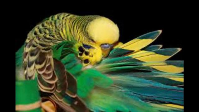 Treatment for Deadly disease of love birds (budgies) in sinhala -love birds disease | Sl Birds Worl смотреть онлайн