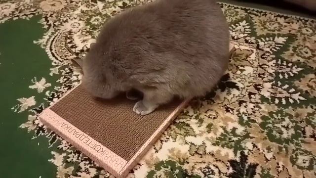 Слапсшибательная когтедралка😄 смотреть онлайн