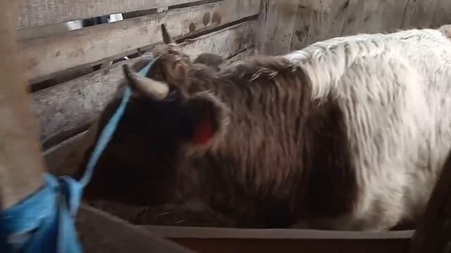 №5 Корова кормилица и два теленка - два противоположных случая смотреть онлайн