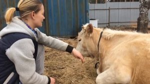 Пропала жвачка у коровы. Что делать?/жизнь в деревне