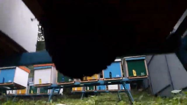 Рои прилетают в неожиданные места смотреть онлайн