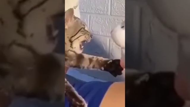 Кот против Хомяка смотреть онлайн