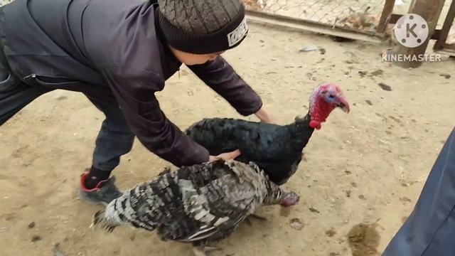 🐓ТАУЫК - БАЛЫК🐟БАЗАР #тахиаташ#каракалпакистан#узбекистан#базар#рынок#цены#куры#петух#рыба смотреть онлайн