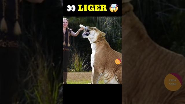 🔥Liger Facts 🔥#shorts 🔥#Vedavyas смотреть онлайн