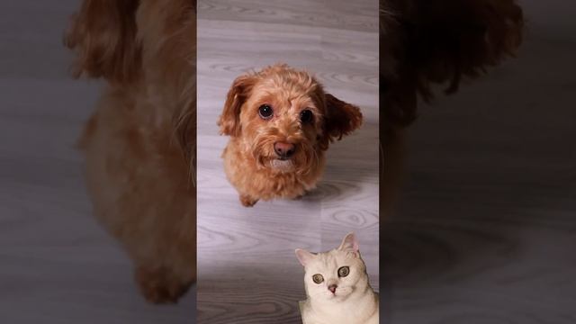 ЭТО ШОКОЛАДНАЯ ПИЦЦА смотреть онлайн