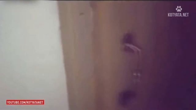😺 ПРИКОЛЫ С КОШКАМИ И КОТЯТАМИ/FUNNY CATS AND KITTENS HD 2017 #56 смотреть онлайн