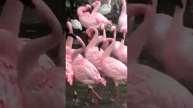 Zoo Central Park! OIEEE ! - FLAMINGO - bela e graciosa 🦩🏝 #shorts #animals #flamingo #aves #naturez смотреть онлайн