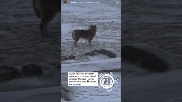 В ХМАО девушка приручила волка, думая, что это бездомная собака смотреть онлайн