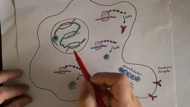 2021 DNA information and genetic code смотреть онлайн