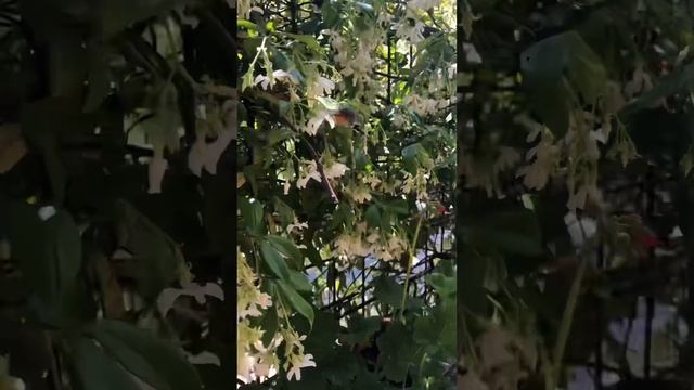 Hummingbird hawk moth in Italy смотреть онлайн