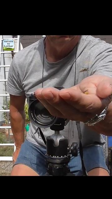Hornet and wasps on my hand смотреть онлайн