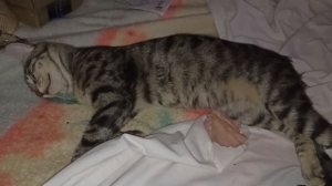 Выкидыш у кошки. какие же на свете есть ублюдки...