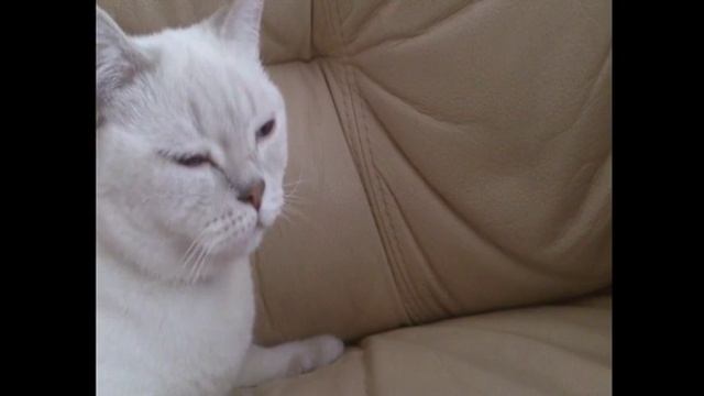 Раскачался (6 sec) смотреть онлайн