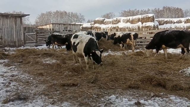 Ликвидация молочных коров. Причины? № 47 смотреть онлайн