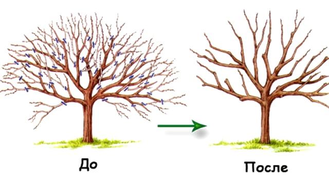 Обрезка деревьев весной. Куда спешим? смотреть онлайн