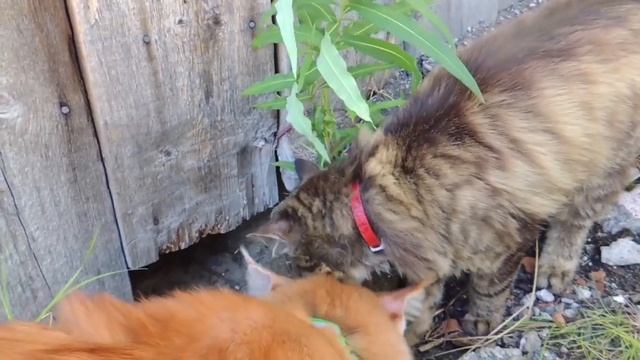 Советы от Лесных Котов( Тигр учится маскироваться ) смотреть онлайн