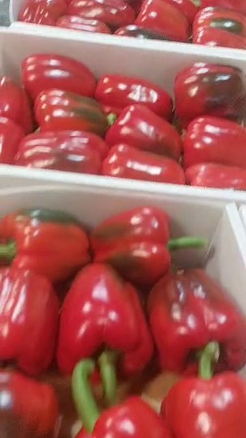 Перец Болгарский из Ирана. Под заказ