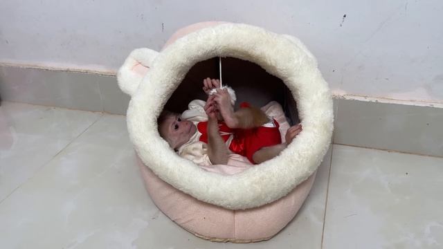 Monkey Luk Hid From Dad Sleep Separately Causing Dad Worry Looking For